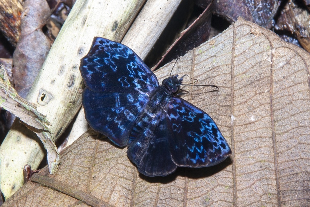 Cycloglypha caeruleonigra