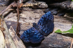 Cycloglypha caeruleonigra