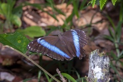Morpho achilles
