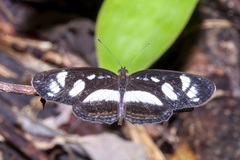 Eresia