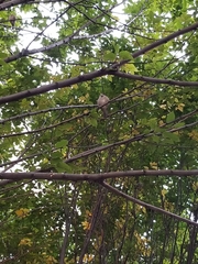 Passer domesticus