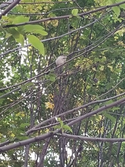 Passer domesticus
