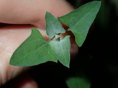 Chenopodium trigonon