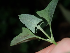 Chenopodium trigonon