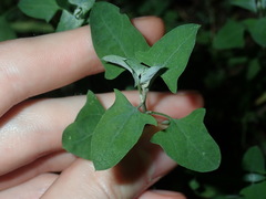 Chenopodium trigonon
