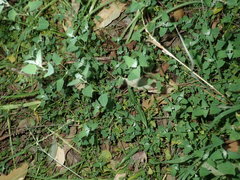 Chenopodium trigonon