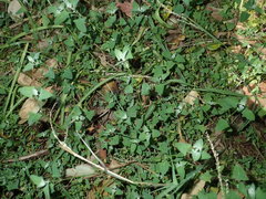 Chenopodium trigonon