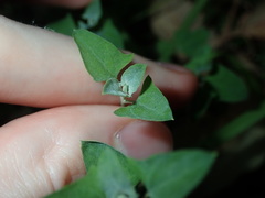 Chenopodium trigonon