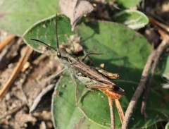 Chorthippus brunneus