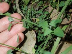 Chenopodium trigonon