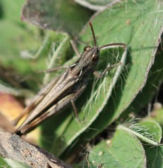 Chorthippus brunneus
