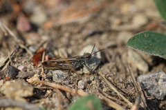 Chorthippus brunneus
