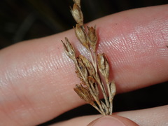 Juncus imbricatus