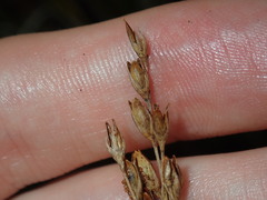 Juncus imbricatus