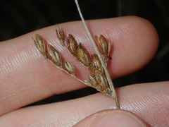 Juncus imbricatus