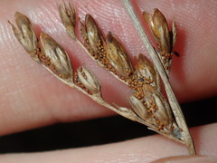 Juncus imbricatus
