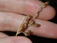 Juncus imbricatus