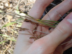 Juncus imbricatus