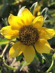 Bidens cernua