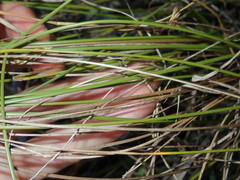 Juncus imbricatus