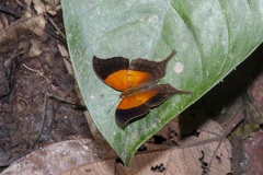Marpesia furcula
