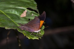 Marpesia furcula