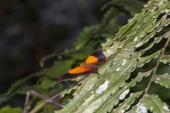Marpesia furcula