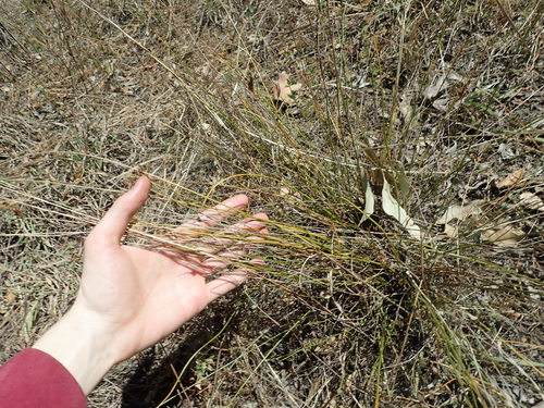 Image of Juncus imbricatus by (c) Thomas Mesaglio, some rights reserved (CC BY)
