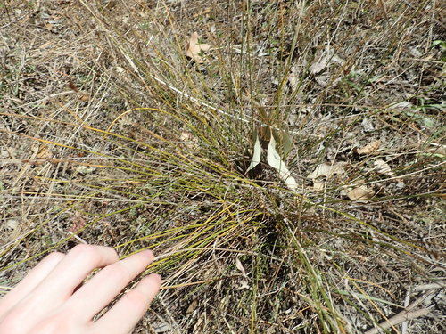 Image of Juncus imbricatus by (c) Thomas Mesaglio, some rights reserved (CC BY)