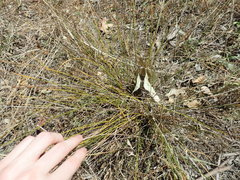 Juncus imbricatus