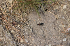 Podalonia