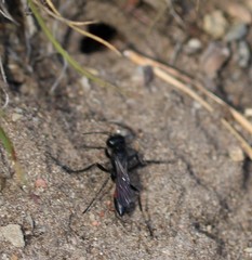 Podalonia