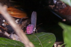 Cithaerias cliftoni