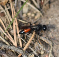 Podalonia