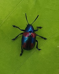 Platycorynus undatus