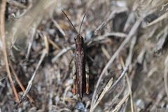 Chorthippus brunneus
