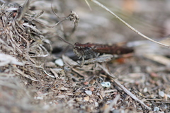 Chorthippus brunneus