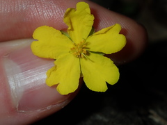 Hibbertia pedunculata