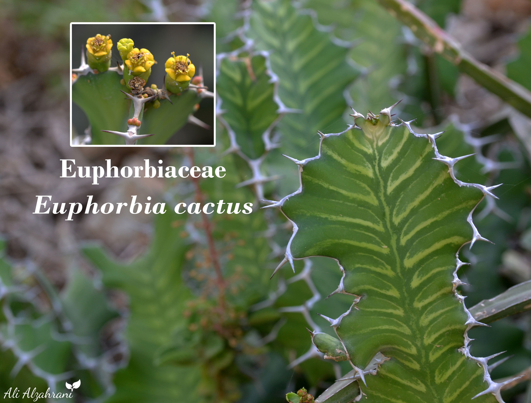 Euphorbia cactus Ehrenb. ex Boiss.