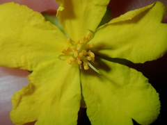 Hibbertia pedunculata