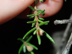 Hibbertia pedunculata