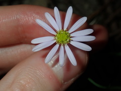 Vittadinia triloba