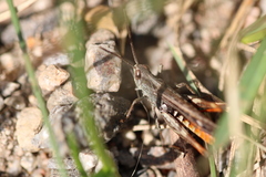 Chorthippus brunneus