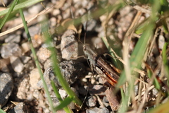 Chorthippus brunneus