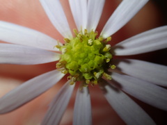 Vittadinia triloba