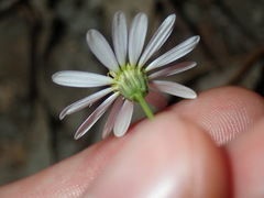 Vittadinia triloba
