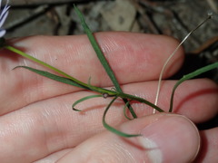 Vittadinia triloba