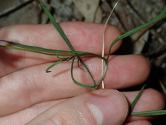 Vittadinia triloba