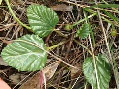 Pelargonium rodneyanum