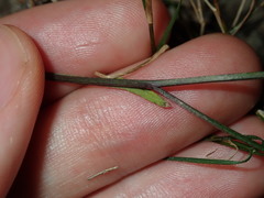 Vittadinia triloba